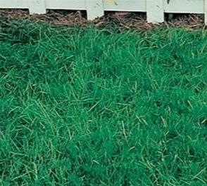 Canada Green Grass Seed - 12 Lbs. - Seed Barn