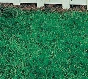 Canada Green Grass Seed - 2 Lbs. - Seed Barn