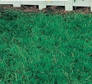 Canada Green Grass Seed - 25 Lbs. - Seed Barn