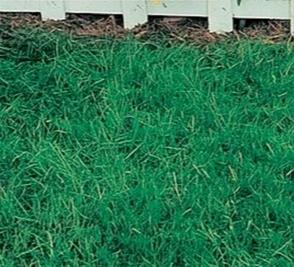 Canada Green Grass Seed - 4 Lbs. - Seed Barn