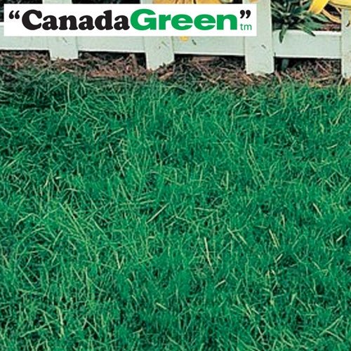 Canada Green Grass Seed - 6 Lbs. - Seed Barn