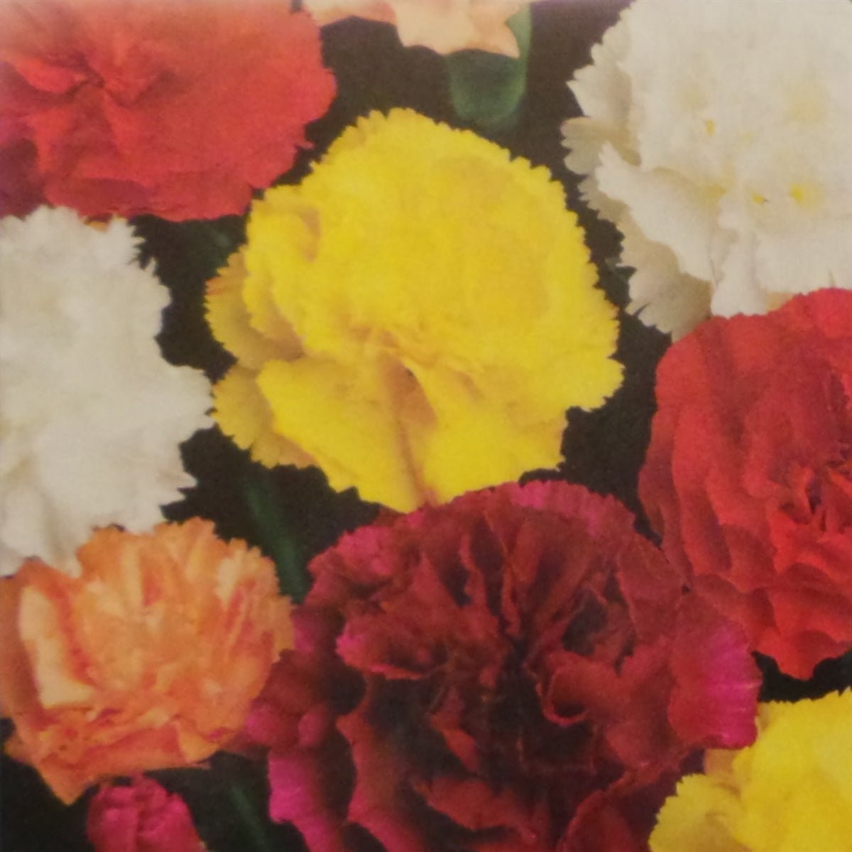 Carnation Chabaud's Giant Mix Seed - 1 Packet - Seed Barn