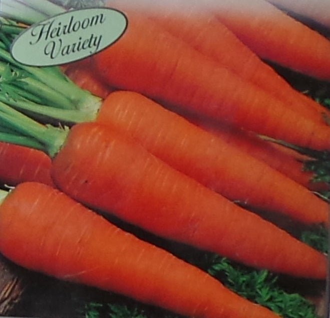 Carrot Danvers Half Long Seed Heirloom - 1 Packet - Seed Barn