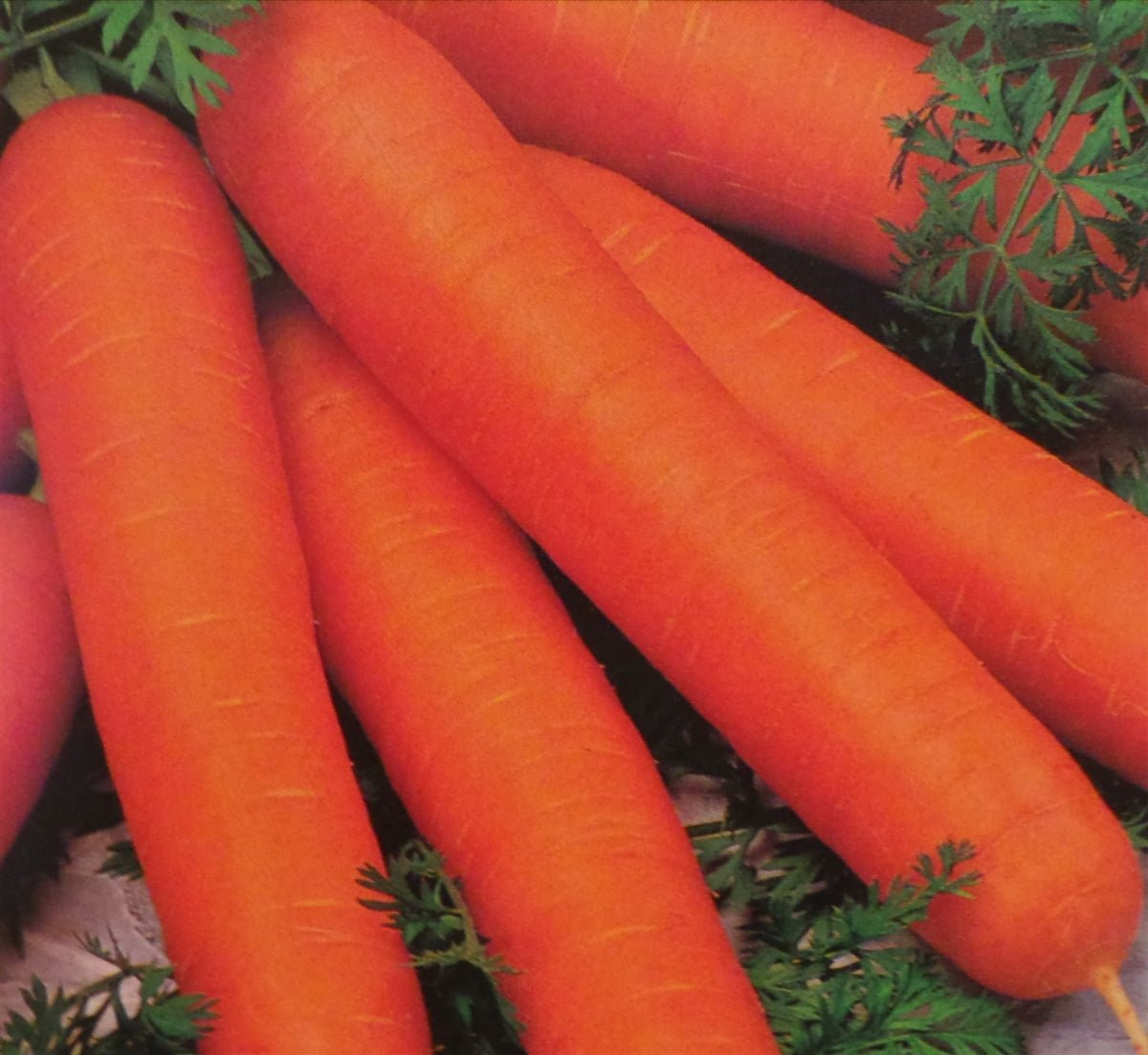 Carrot Nantes Coreless Seed - 1 Packet - Seed Barn