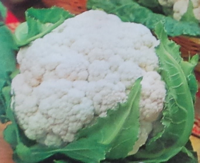 Cauliflower Early Snowball Seed - 1 Packet - Seed Barn