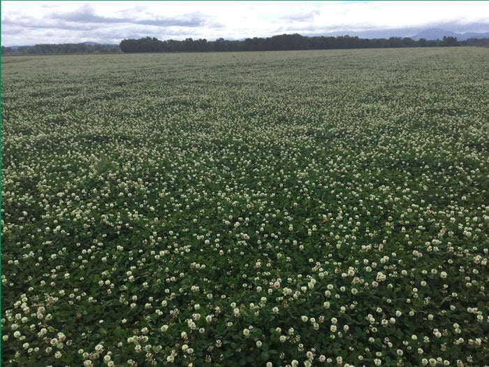 Renovation White Clover Seed - 10 Lbs.