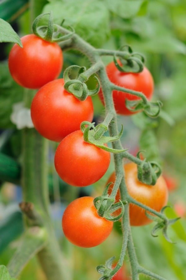 Tomato Beefsteak Seed Heirloom - 1 Packet