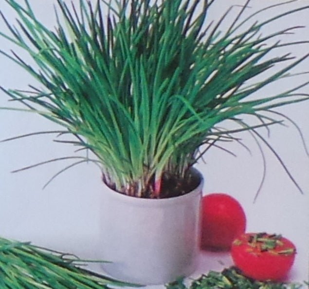 Chives Perennial Herb Seed - 1 Packet - Seed Barn