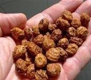 Chufa Seed - 5 Lbs. - Seed Barn