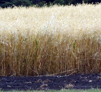 Coker 227 Oats Seed - 20 Lbs. - Seed Barn