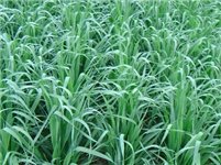 Cosaque Black Oats Seeds - 50 lbs - Seed Barn
