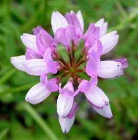 Crown Vetch Seed - 10 Lbs. - Seed Barn