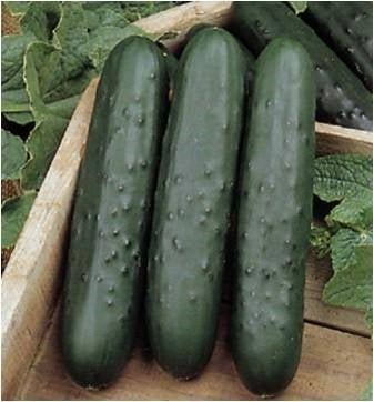 Cucumber Poinsett 76 Seed - 1 Packet - Seed Barn