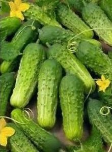 Cucumber Wisconsin SMR 58 Seed Heirloom - 1 Packet - Seed Barn