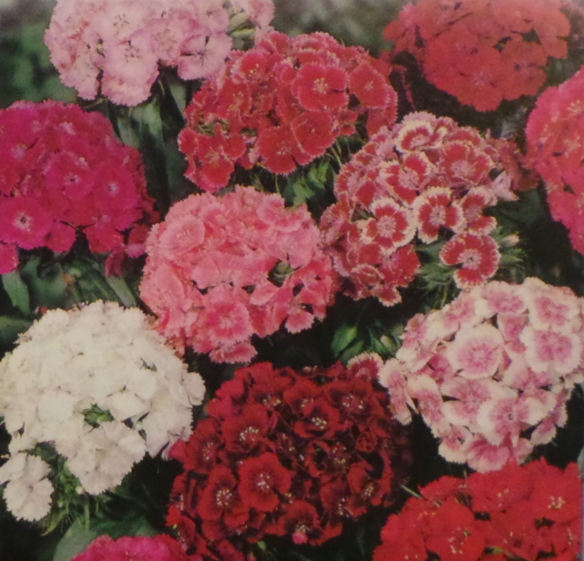 Sweet William Single Mixed Colors Seed - 1 Packet