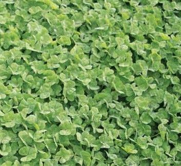 Dalkeith Subterranean Clover Seed - 20 Lbs. - Seed Barn