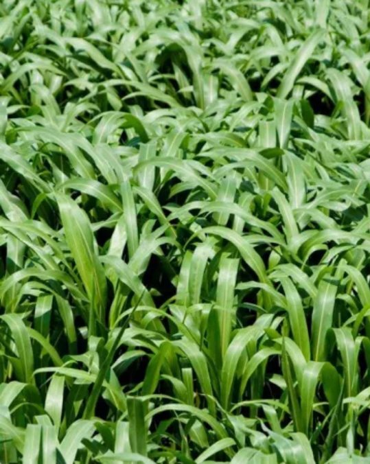 Defiance Sorghum Sudan Grass (Aphid Tolerant) - Seed Barn