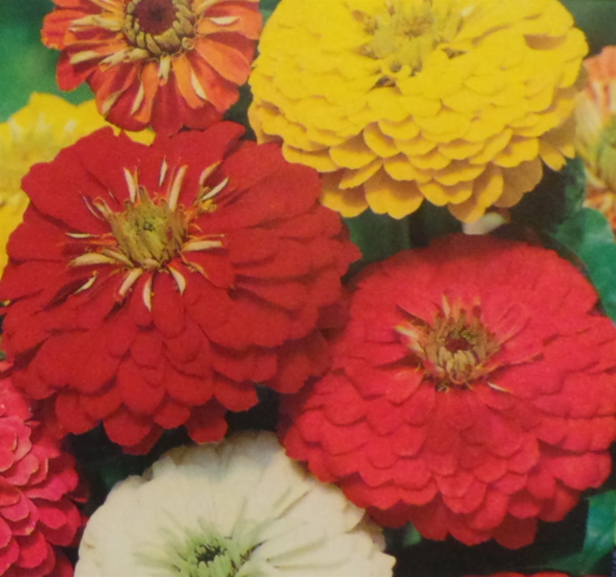 Zinnia California Giant Mix Seed - 1 Packet