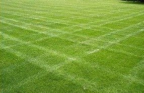 Double Eagle Centipede "Coated"Grass Seed - 10 Lbs. - Seed Barn