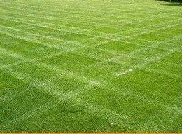 Double Eagle Centipede "Coated"Grass Seed - 1/4 Lb. - Seed Barn