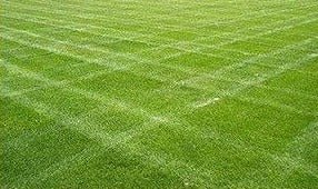 Double Eagle Centipede "Coated"Grass Seed - 2 Lbs. - Seed Barn