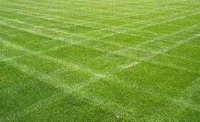 Double Eagle Centipede "Coated"Grass Seed - 5 Lbs. - Seed Barn