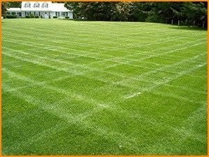 Double Eagle Centipede "Coated"Grass Seed - 50 Lbs. - Seed Barn