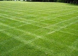 DoubleEagle Centipede Grass Seed - 1 Lb. - Seed Barn