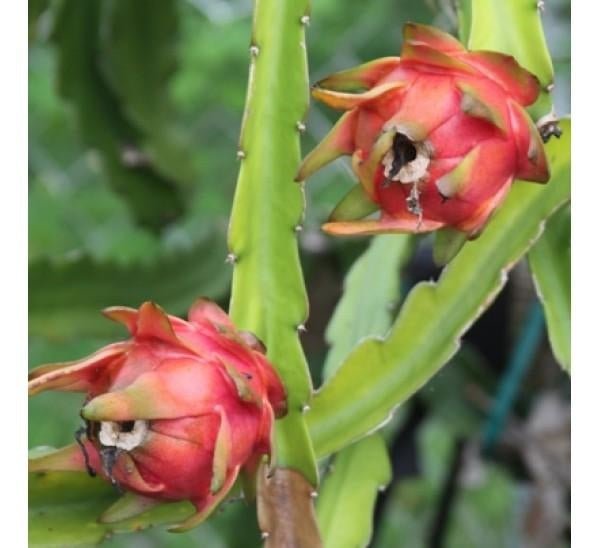 Dragon Fruit Plant - 1 Gallon - Seed Barn