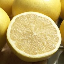 Duncan Grapefruit Seeds - 1 Packet (7 Seeds) - Seed Barn