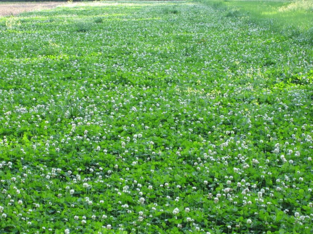 planting white clover seed Durana White Clover Seed