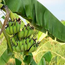 Dwarf Cavendish Banana Tree Plant - 1 Gallon - Seed Barn