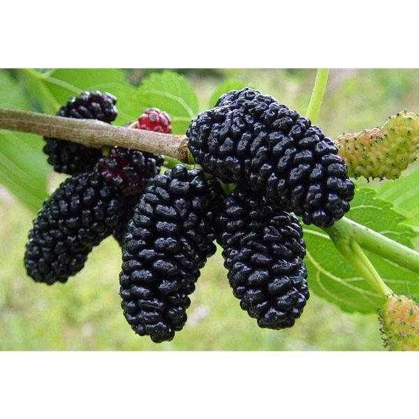 Dwarf Mulberry Tree 1 Gallon - Seed Barn