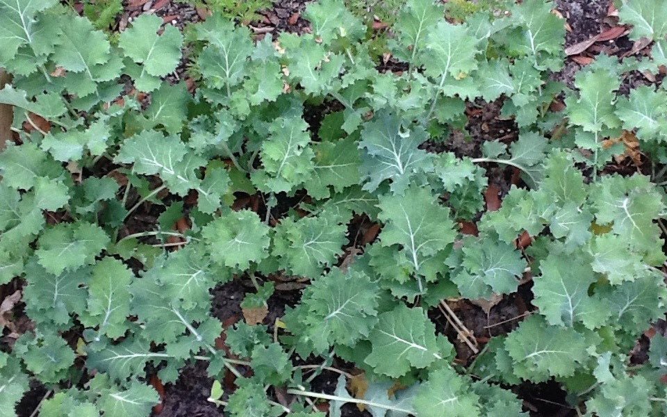 Dwarf Siberian Improved Kale Seed - 1 Lb. - Seed Barn