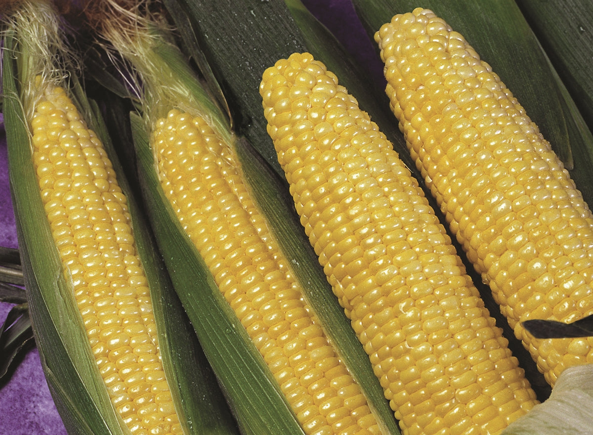 Sweet Corn Applause Synergistic Hybrid Seed - 1 Packet