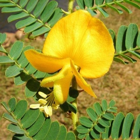 SeedRanch Aeschynomene Deer Vetch Seed - 20 Lbs.