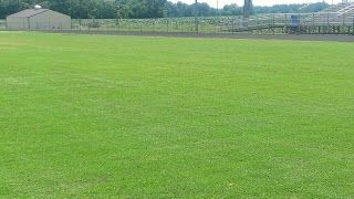 Riviera Bermuda Grass Seed Pail - 1 Lb.