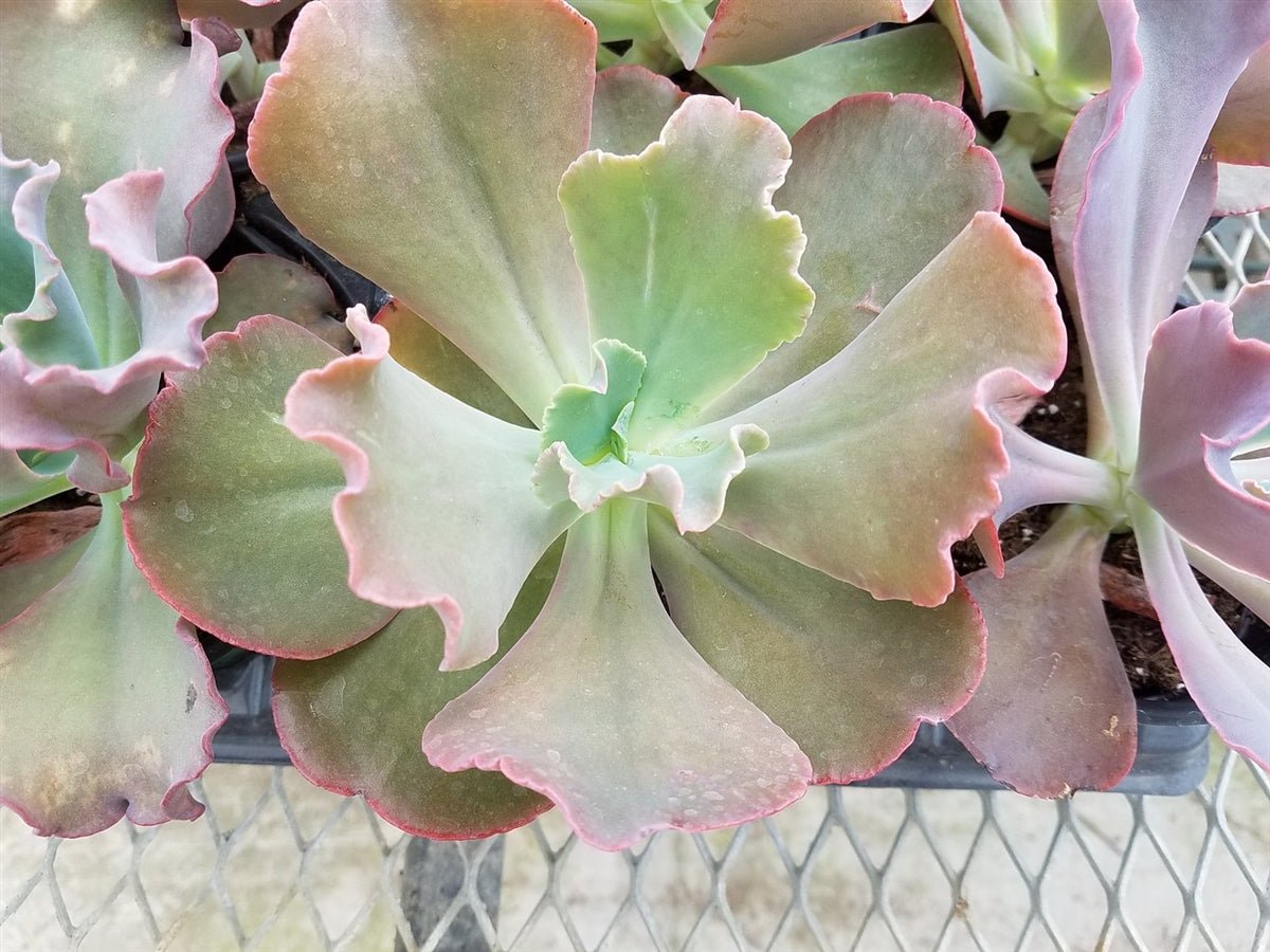 Echeveria Gibbiflora Succulent - 4" - Seed Barn