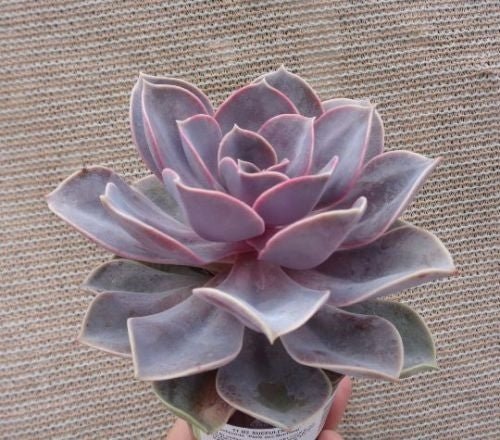 Echeveria Perle Von Nuremberge Succulent - 4.5" - Seed Barn