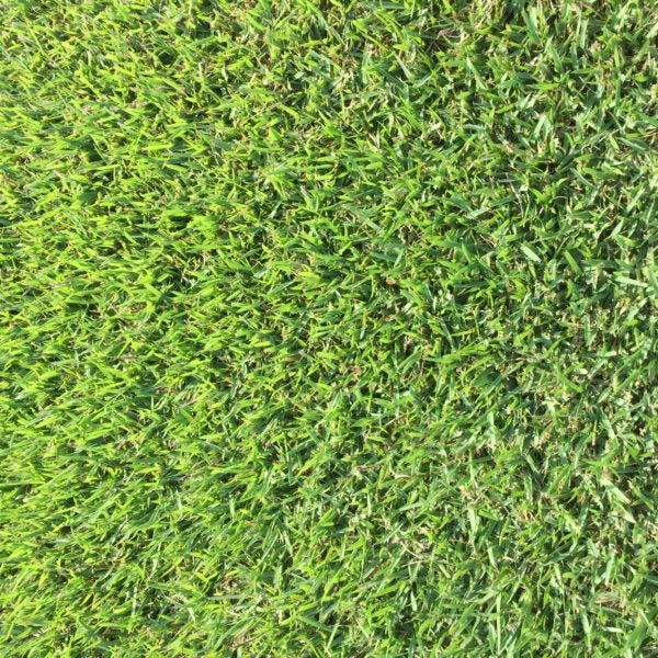 Empire Zoysia Grass Plugs - 1 Tray