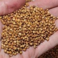 Egyptian Wheat Seed - 25 Lbs. - Seed Barn