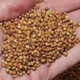 Egyptian Wheat Seed - 50 Lbs. - Seed Barn