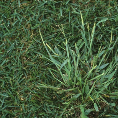 Quick-N-Big Crabgrass Seed - 25 Lbs.