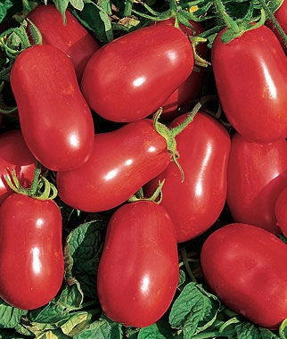 Tomato Roma VF Seed - 1 Packet