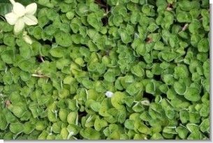 SeedRanch Dichondra Repens Seed - 50 Lbs.