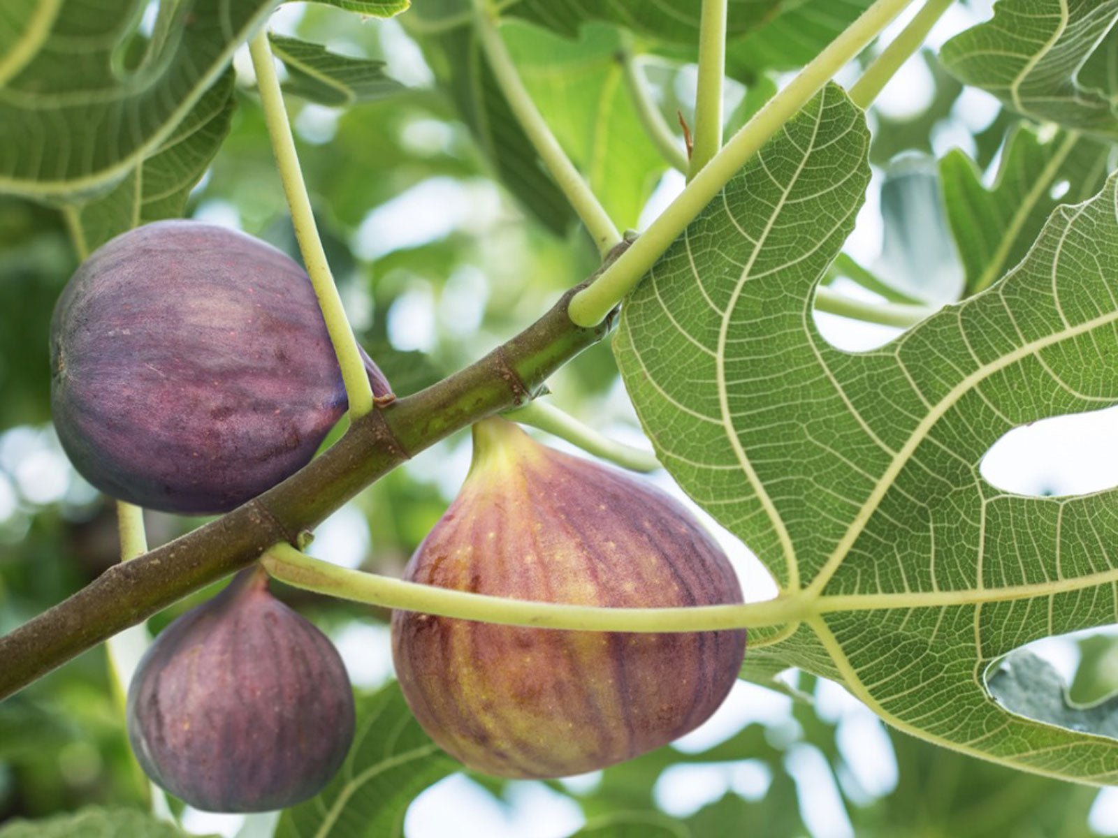 Fig Tree -1 Gallon - Seed Barn