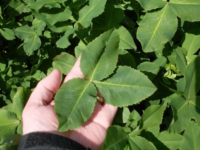 Fixation Balansa Clover Seed - 25 Lbs. - Seed Barn