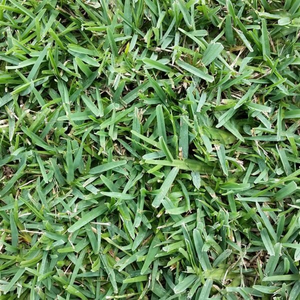 Floratam Grass Plugs - Seed Barn