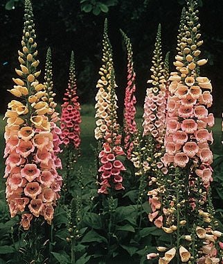 Foxglove Excelsior Hybrid Mixed Colors Seed Heirloom - 1 Packet - Seed Barn