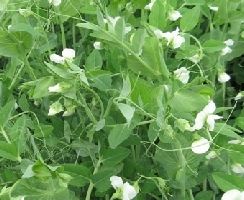 Frost Master Winter Pea Seed - 1 Lb. - Seed Barn